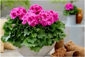 Erstaunliches Getränk für Geranium
