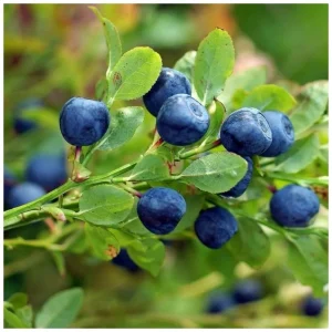 Blaubeeren blühen nicht? Der Gärtner rät, was zu tun ist