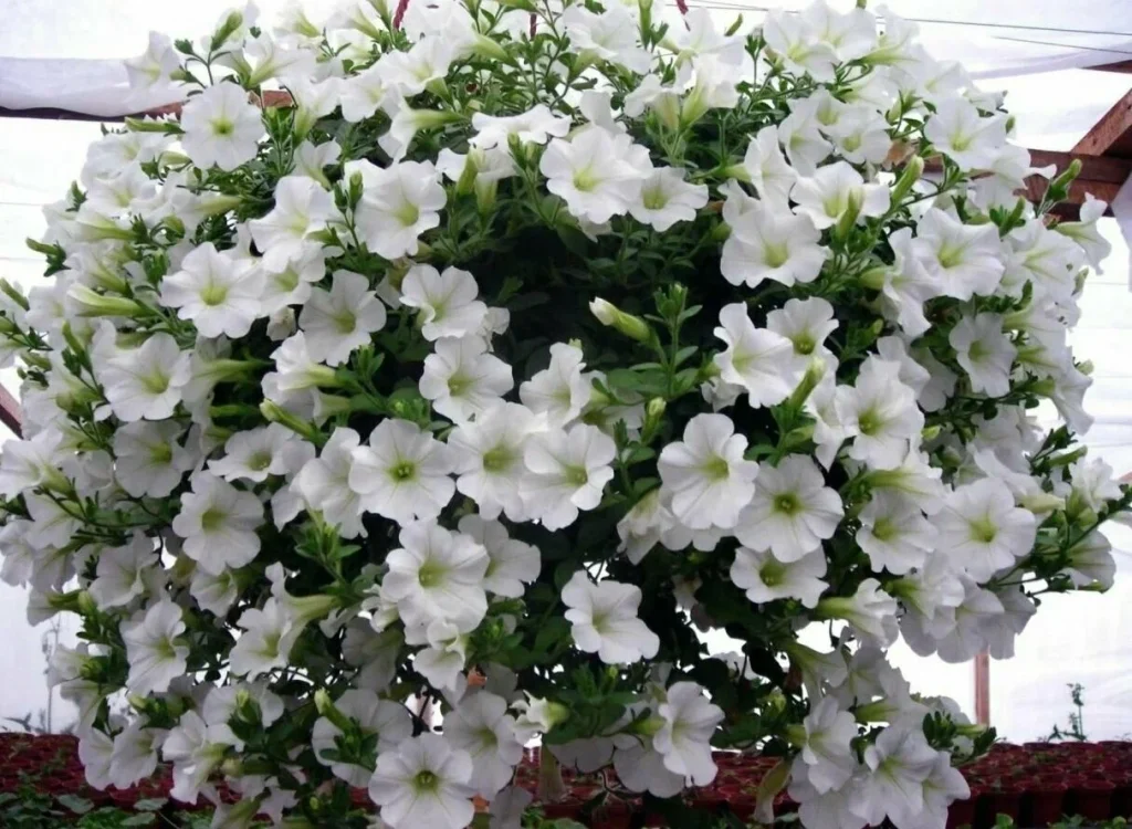 Ich gieße die Surfinien mit Hausdünger. Jeden Tag gibt es immer mehr Blumen 