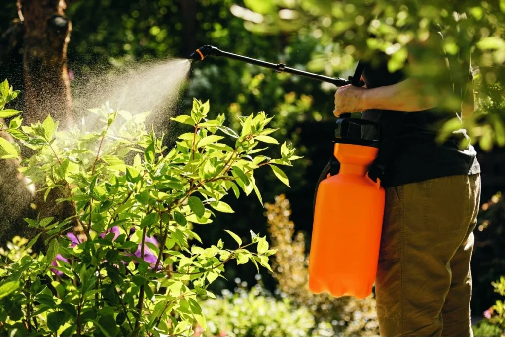 Wenn Sie eine Knoblauchschale haben, werfen Sie sie nicht weg: Warum wird empfohlen, sie in Wasser zu stecken