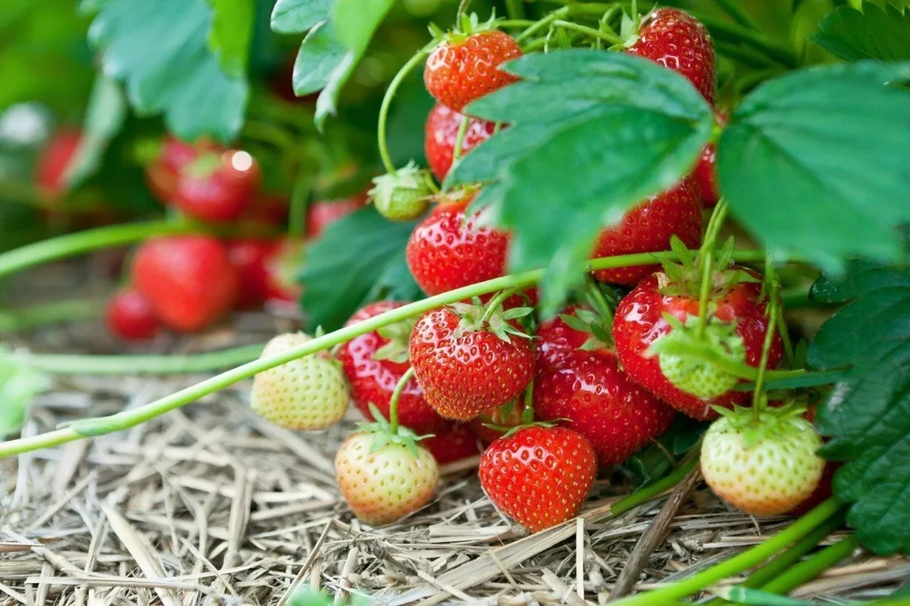 Ihre Erdbeeren sind nicht süß genug? Auf diese Weise können Sie ihren Geschmack vor der Ernte ändern