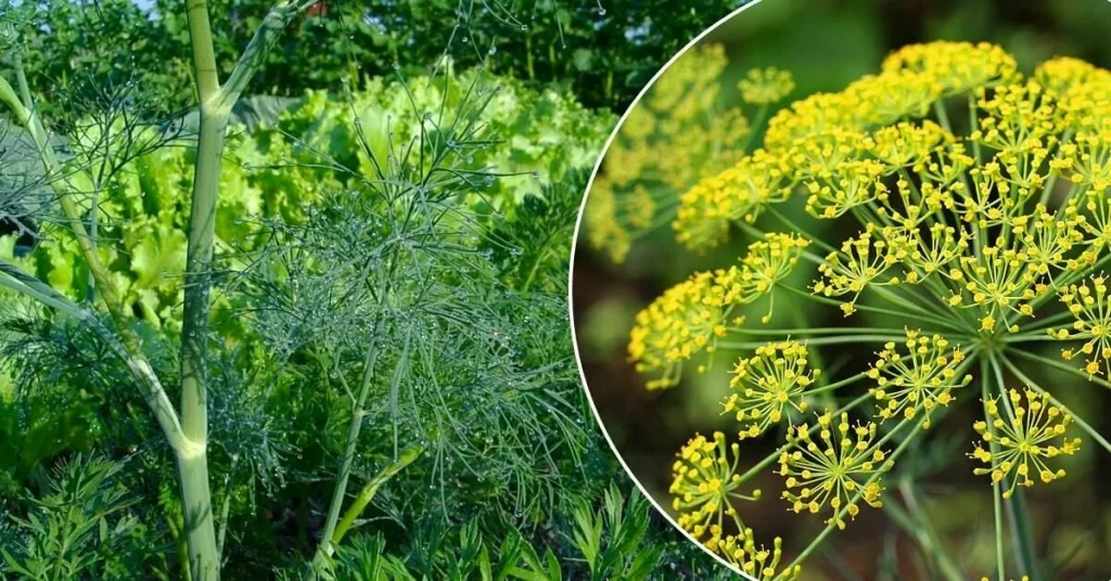 Omas Methode für Luxus Dill: Jede Sorte wird eine großartige Ernte geben - einfach nichts tun, um etwas zu tun