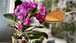 Wie viele Esslöffel Zimt benötigen Sie, um Ihre Orchideen zu blühen?