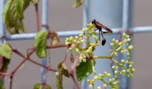 Mit Zitronensaft mischen und auf die Fenster sprühen. Sie werden nervige Gäste loswerden