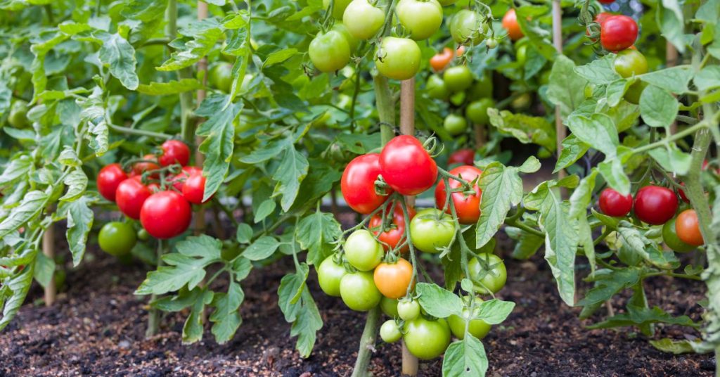 Undichte, verwöhntes Gemüse? Hausmittel gegen Flöhe 