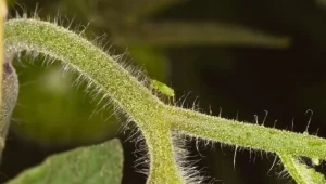 Ich werde erklären, warum kleine Haare auf den Stielen und Blättern Ihrer Gartenpflanzen liegen.