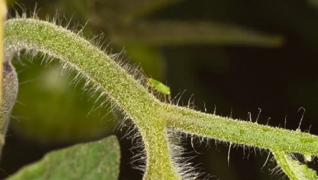 Ich werde erklären, warum kleine Haare auf den Stielen und Blättern Ihrer Gartenpflanzen liegen. 