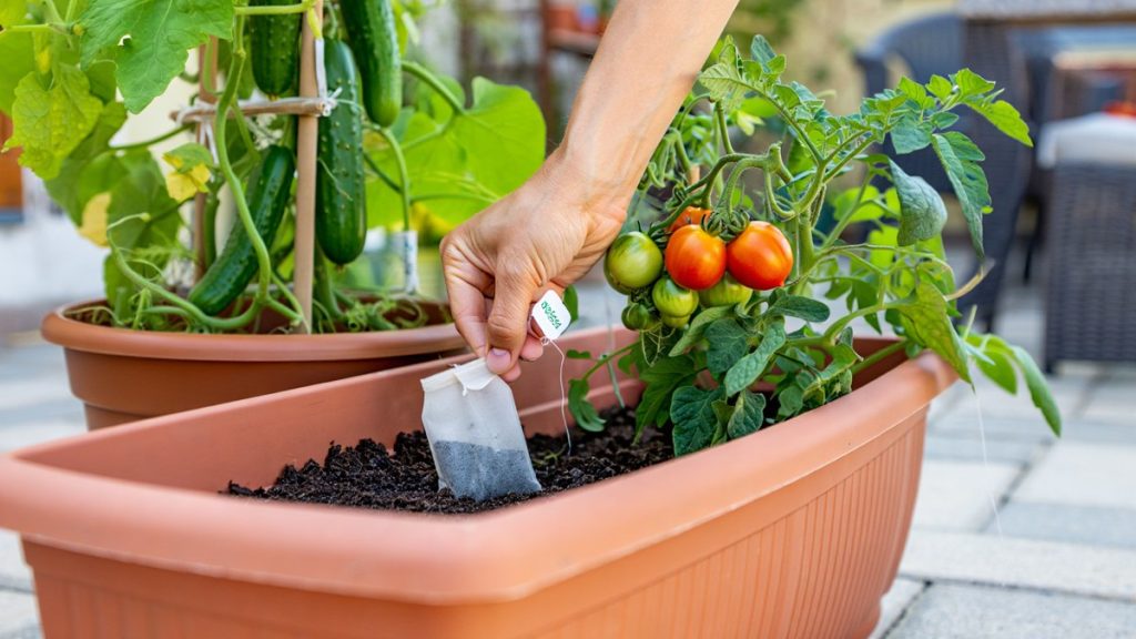 Vom Abfall bis zum Gartenwunder: Dieser tägliche Müll hilft Ihren Tomaten und Gurken zu keimen 