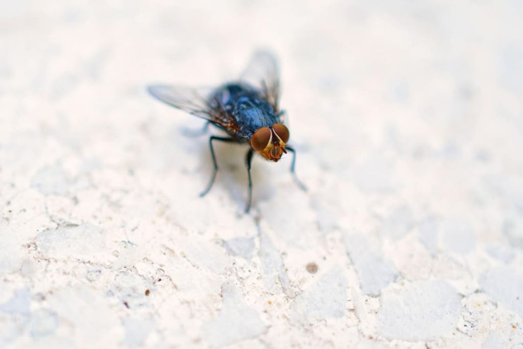 Drei zuverlässige Heimtricks, mit denen Sie Fliegen von Ihrem Zuhause loswerden können