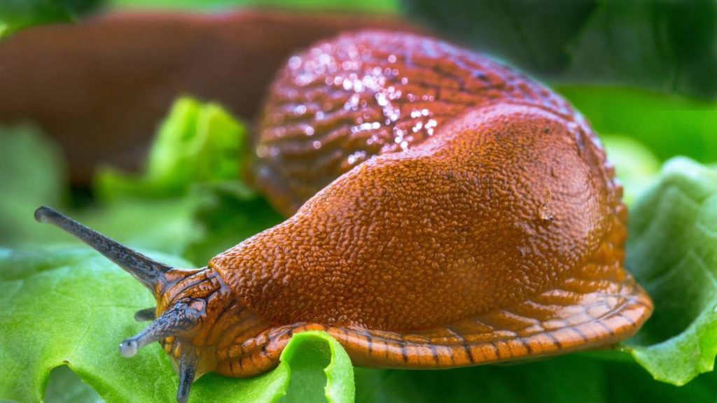 Dieses Hausmittel stellt Schnecken, Ameisen und Blattläuse ab und arbeitet während der gesamten Saison. 