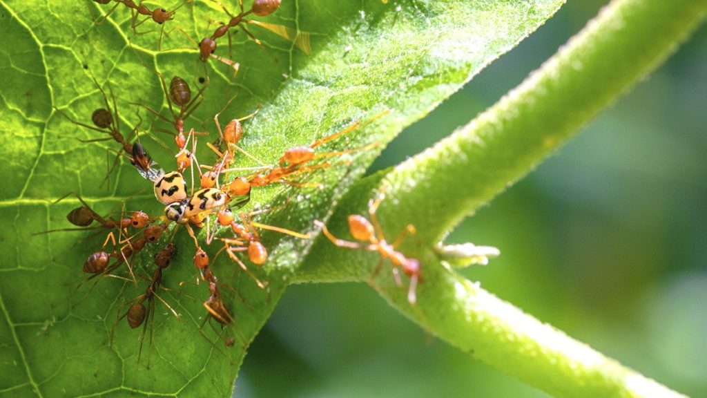 Der Trick dieser Großmutter, der hilft, zu verhindern, dass Ameisen in den Garten eintreten, funktioniert besser als jedes kommerzielle Produkt