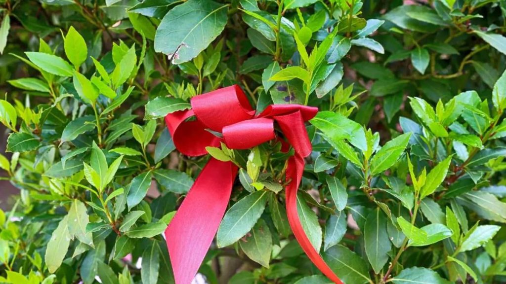 Nur wenige wissen, was in der Praxis Feng-Shui ein rotes Band am Lorbeerbaum binden soll. 