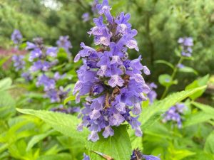Diese Pflanze zieht Bienen an, stellt Schädlinge ab und dekoriert Ihren Garten: Was wollen Sie mehr?