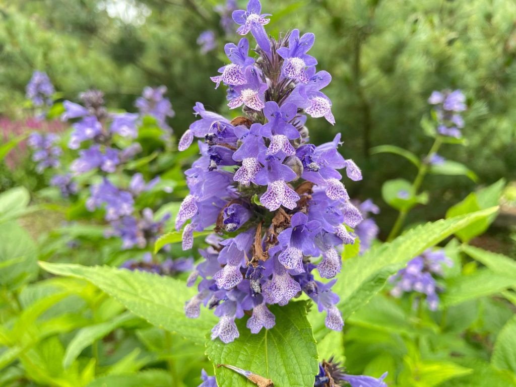Diese Pflanze zieht Bienen an, stellt Schädlinge ab und dekoriert Ihren Garten: Was wollen Sie mehr? 