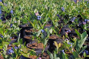 Wachsen Sie Blaubeeren? Achten Sie auf diese häufigen Fehler - sie können Ihre Ernte zerstören