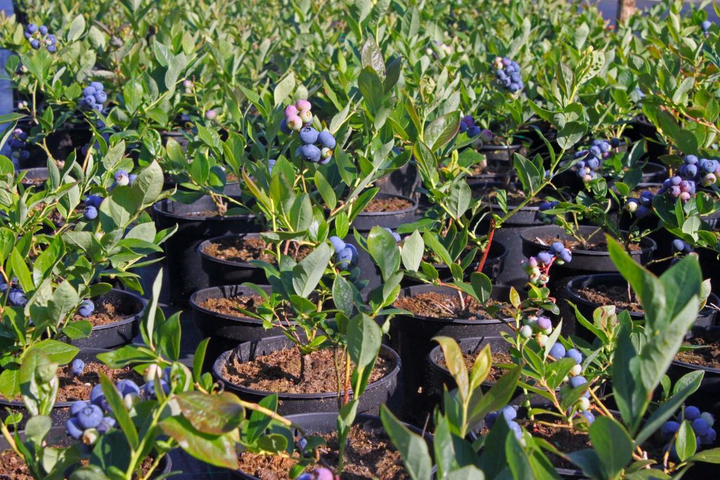 Wachsen Sie Blaubeeren? Achten Sie auf diese häufigen Fehler - sie können Ihre Ernte zerstören 