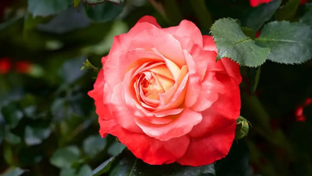 Ein zweikomponenter Hausdünger, der bei jeder Gartenanlage blüht 