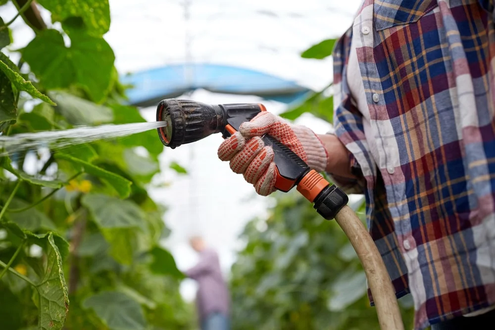 Die häufigsten Fehler bei der Bewässerung, die Tomaten und Gurken töten