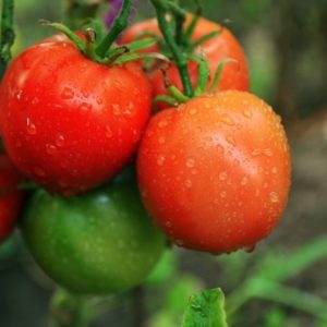 Mit Wasser mischen und gießen. Die Büsche beugen sich unter dem Gewicht der Tomaten.