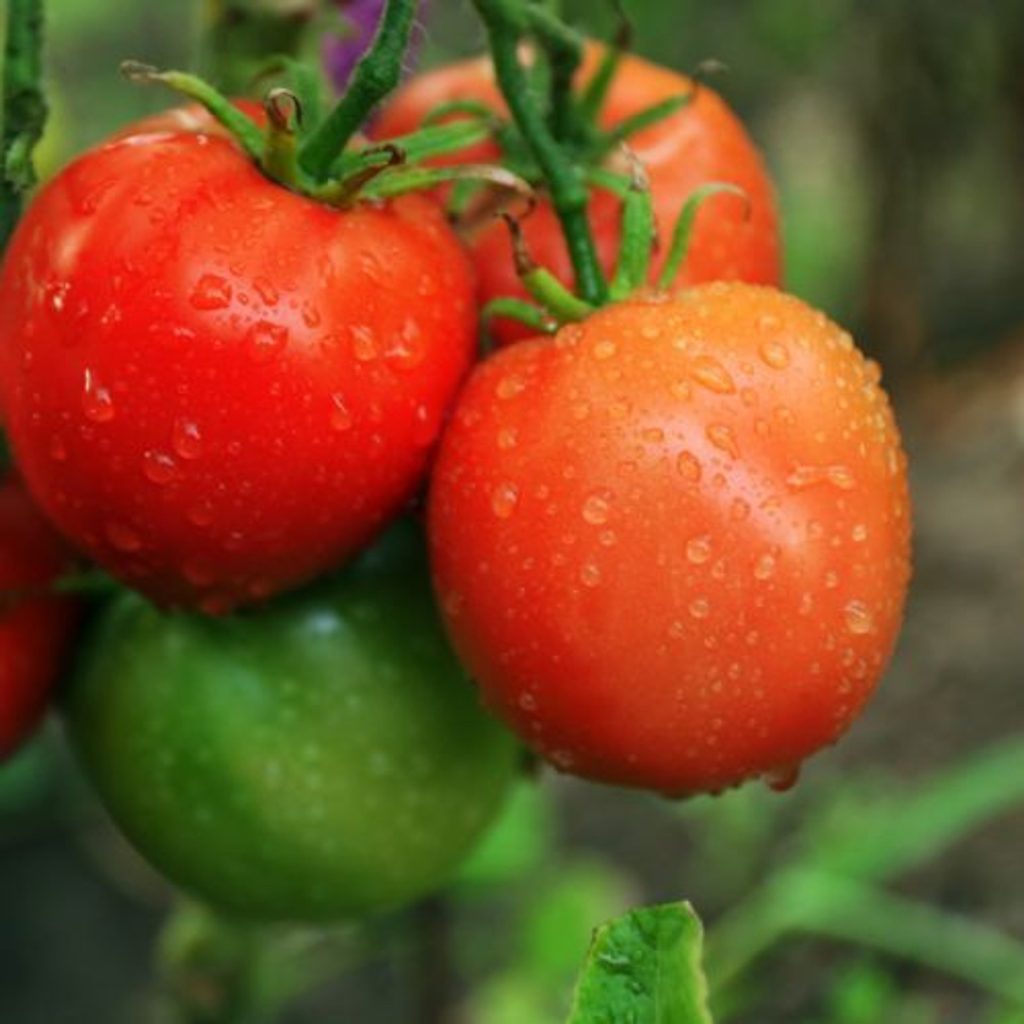 Mit Wasser mischen und gießen. Die Büsche beugen sich unter dem Gewicht der Tomaten. 
