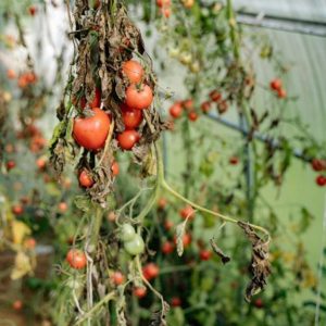 Nehmen Sie ein paar Handvoll und werfen Sie sie unter die Sämlinge. Im Laufe der Zeit werden die Tomaten aufhören, die Büsche zu knacken.