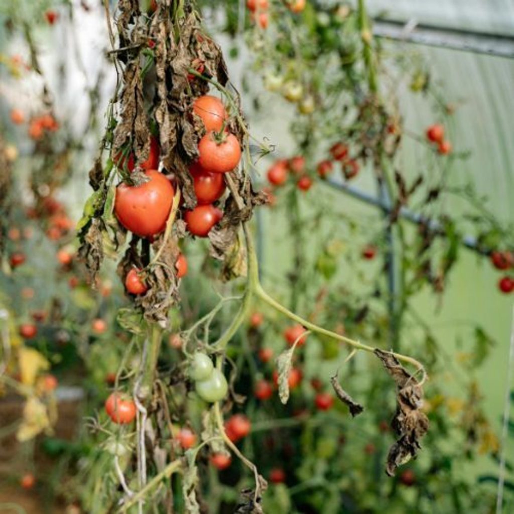 Nehmen Sie ein paar Handvoll und werfen Sie sie unter die Sämlinge. Im Laufe der Zeit werden die Tomaten aufhören, die Büsche zu knacken. 