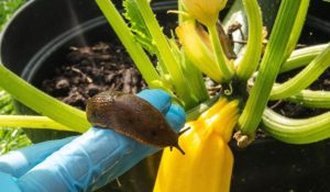 Streuen Sie einfach Ihren Garten. Slugs berühren Ihr Gemüse und Blumen nicht einmal.