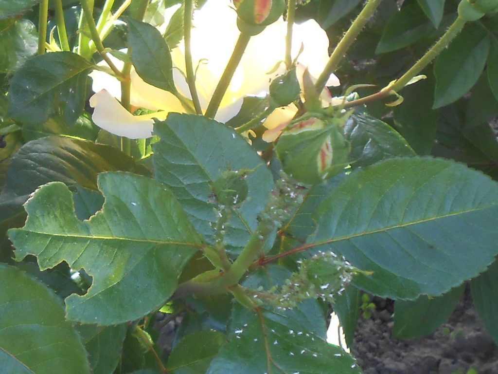 Ich gieße einen Teelöffel 1 Liter Wasser und sprühe Rosen in den Garten. Blattläuse fallen nacheinander