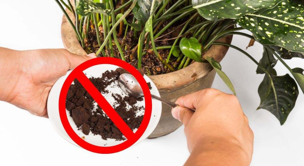 Achtung: Kaffee -Sattel ist ein idealer Dünger für Ihren Garten, aber diese fünf Pflanzen hassen es. 