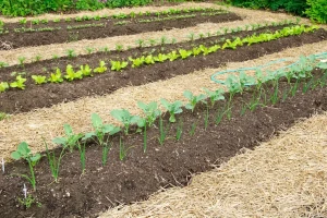 Mulching: Wie und wie man die Betten vor Hitze und Unkraut im Juni schützt