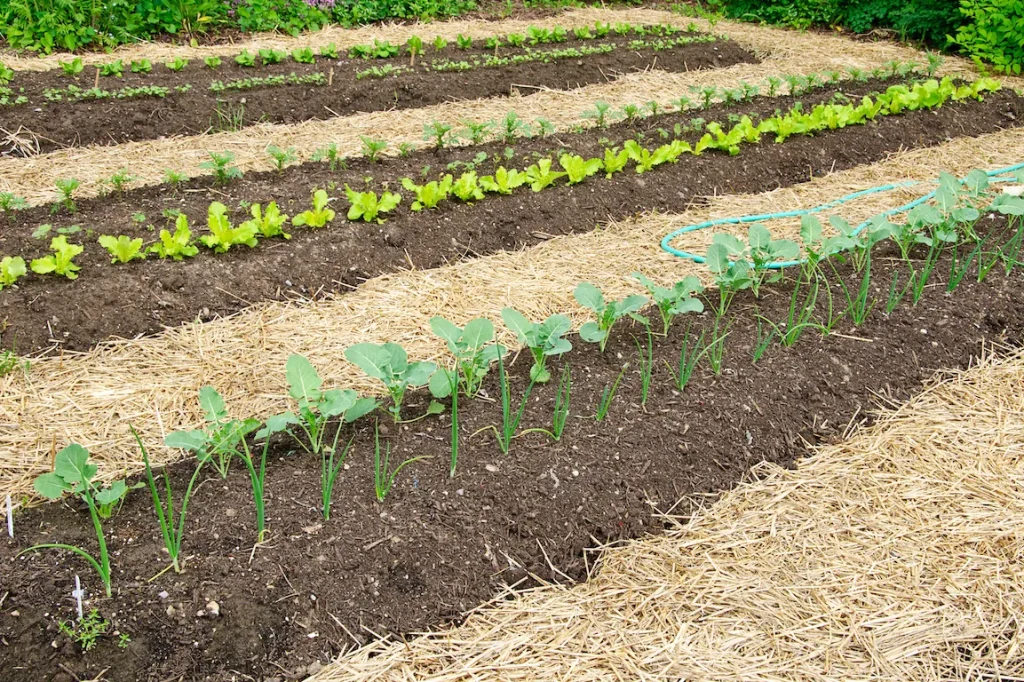 Mulching: Wie und wie man die Betten vor Hitze und Unkraut im Juni schützt