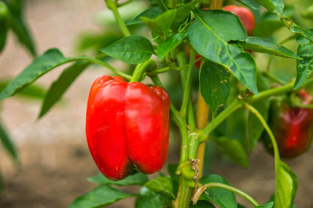 Wie man große und fleischige Paprika wächst: Fünf Grundregeln für Gärtner.