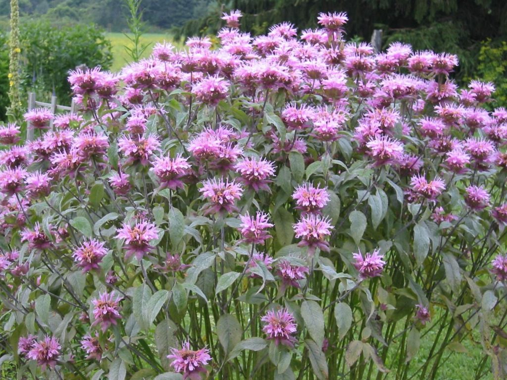 Es hat eine schöne Farbe, blüht lange blüht und mildert Milben wie ein Spray. Es lohnt sich, es im Garten zu haben. 