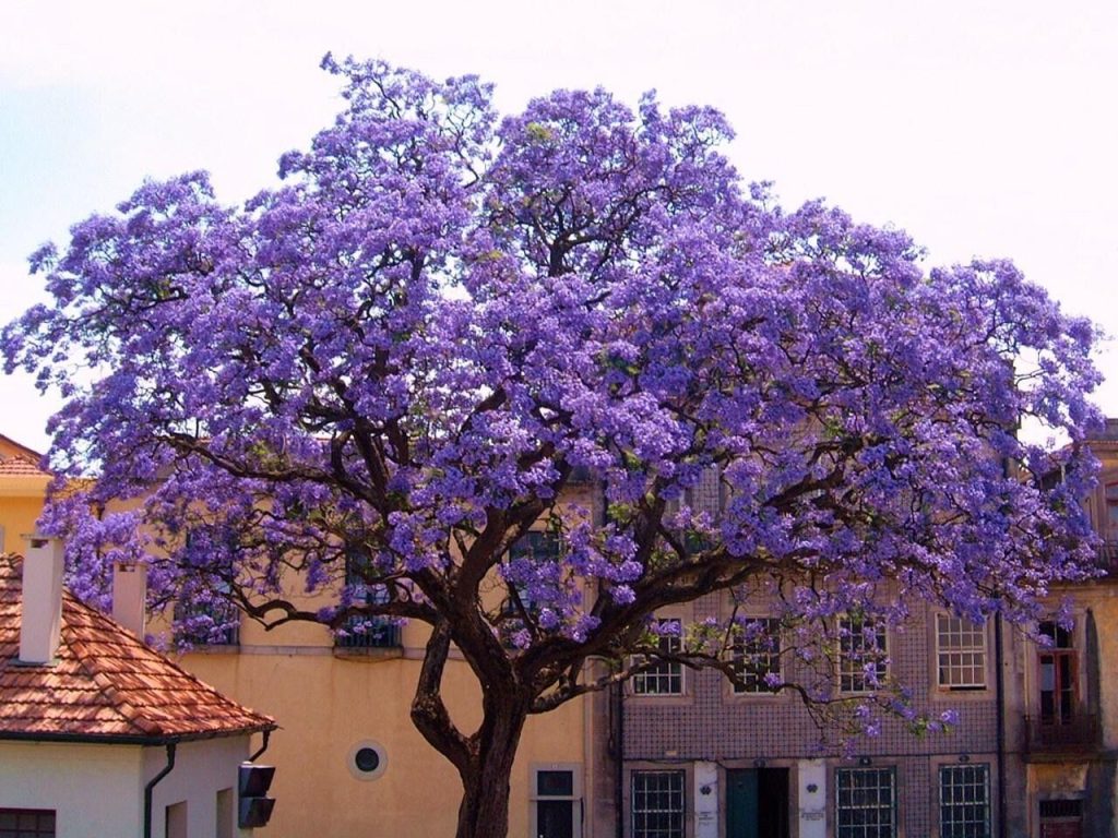 Dieser Baum wächst mit schwindelerregender Geschwindigkeit und verwandelt Ihren Garten in eine Oase und bei 40 ° C.