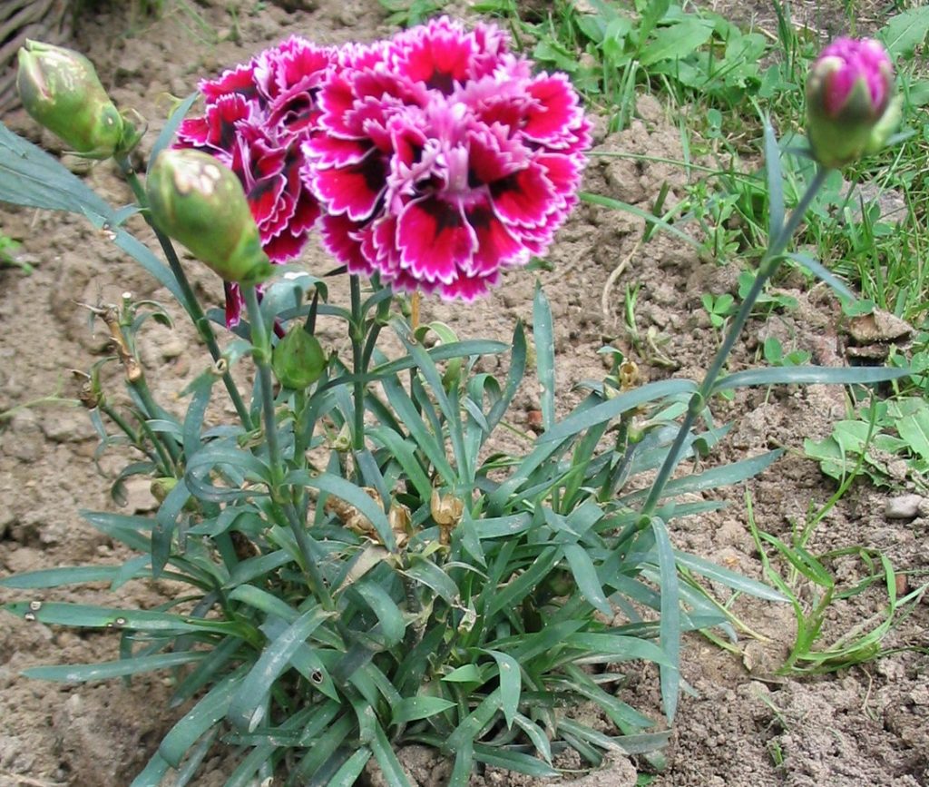 Die Nelken werden den ganzen Sommer über reichlich blühen. Sie lassen sie also neue Knospen erstellen.