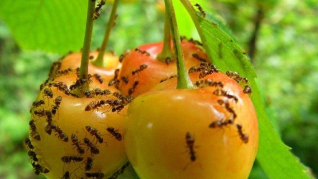 Wie man Ameisen im Garten loswerden: Agronomische Ratschläge
