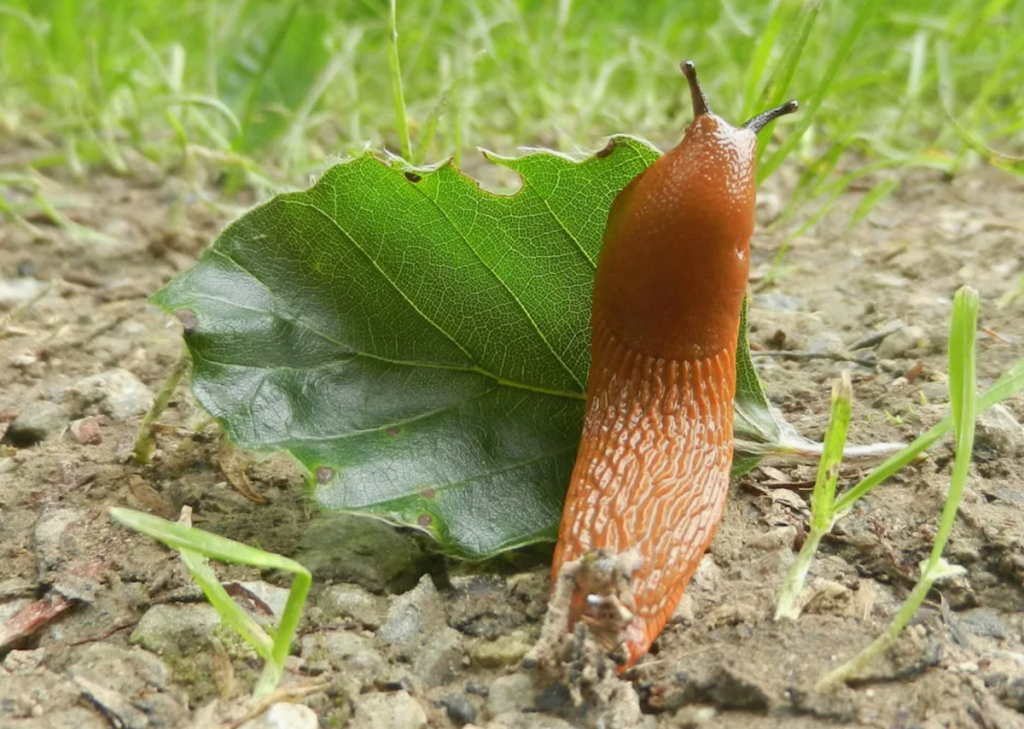 Natürliche Mittel gegen Schnecken: Diese drei Hausmittel finden Sie in Ihrer Küche! 