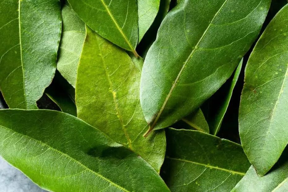 Laurel Leaf hinter der Tür: Ein einfacher Trick, der Sie ein großes Sommerproblem beseitigt