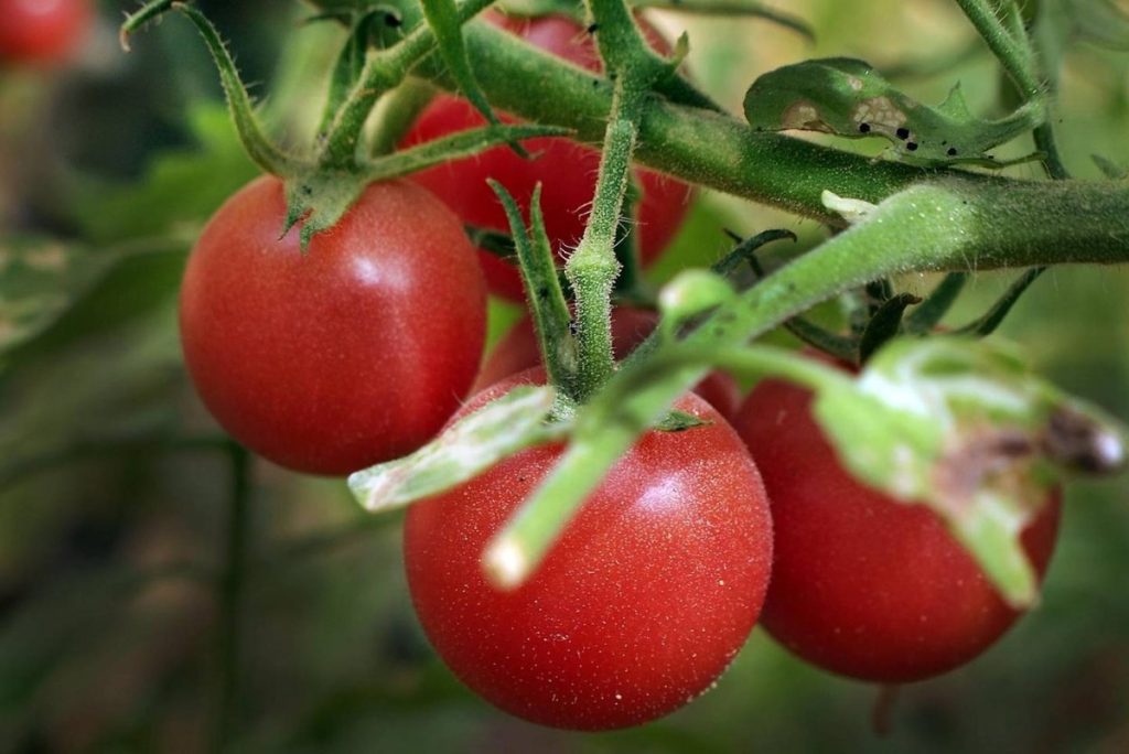 Mit Wasser mischen und gießen. Die Büsche beugen sich unter dem Gewicht der Tomaten.