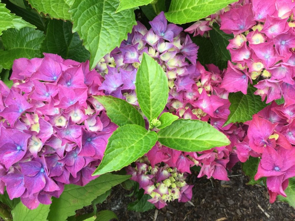 Bananenschale und Kaffeegelände sind nichts für mich. Hydensionsdünger mit hausgemachtem Dünger in einem Verhältnis von 1: 8 und Blumen wachsen vor meinen Augen.