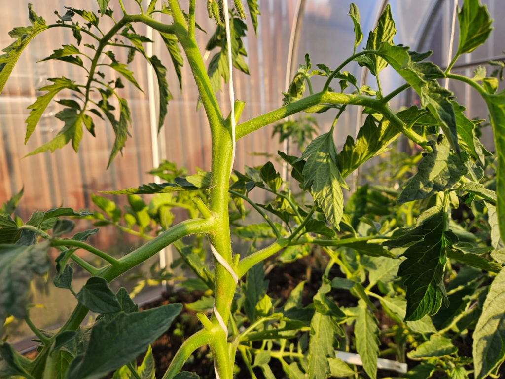 In Gefahr brütet: Stoppen Sie die Befruchtung von Tomaten, bevor es zu spät ist