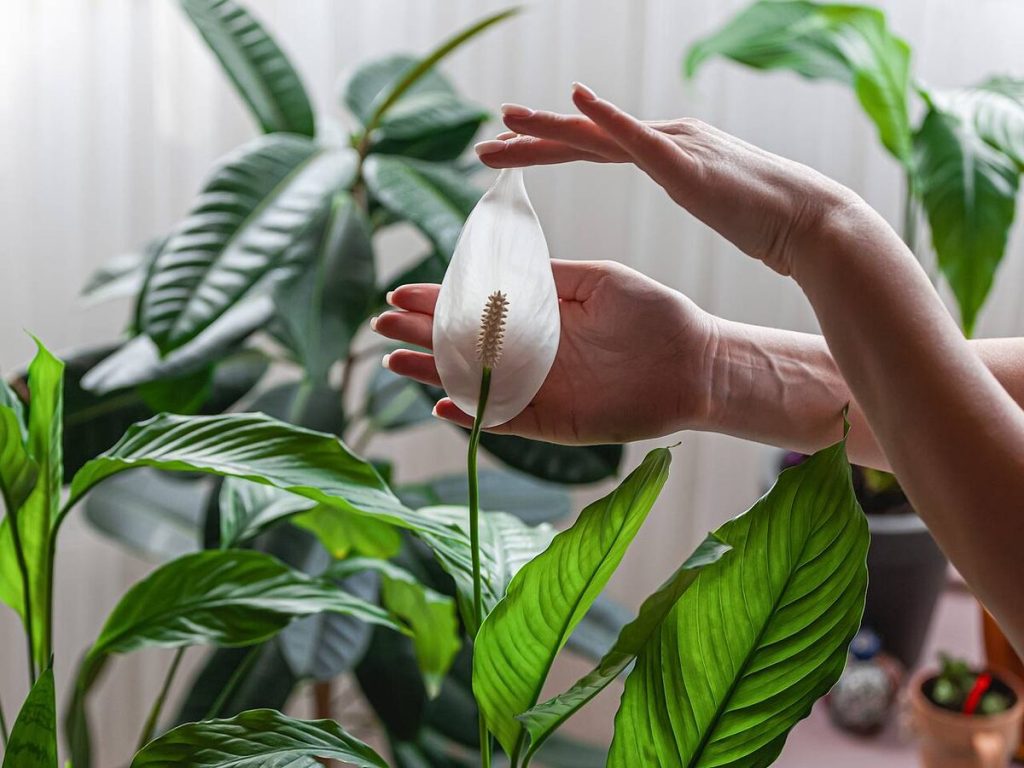 Gießen Sie im Juni Ihren Spathiphyllum. Sie sprießen sehr schnell neue Blätter und Blumen.