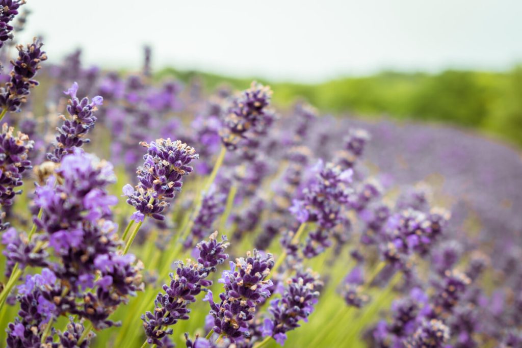 Schöner Garten ohne Sorgen: Top 5 an undemandelnde Blumen