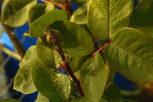 Ich gieße einen Teelöffel 1 Liter Wasser und sprühe Rosen in den Garten. Blattläuse fallen nacheinander
