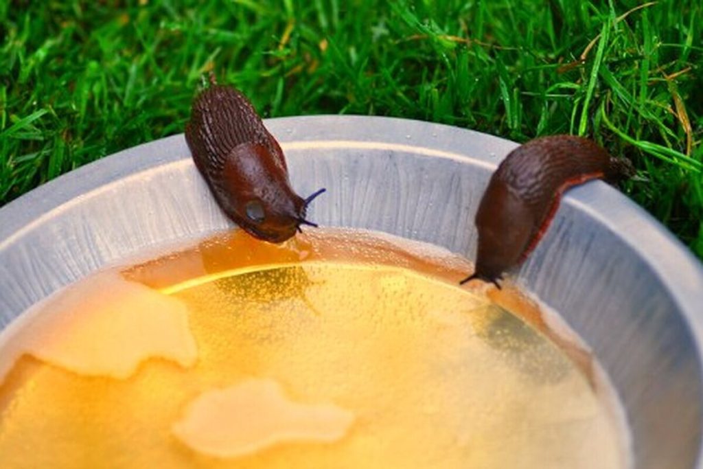 Nichts half gegen die Schnecken ... bis dieser erstaunliche Trick erschien, der von immer mehr Gärtnern erworben wurde.