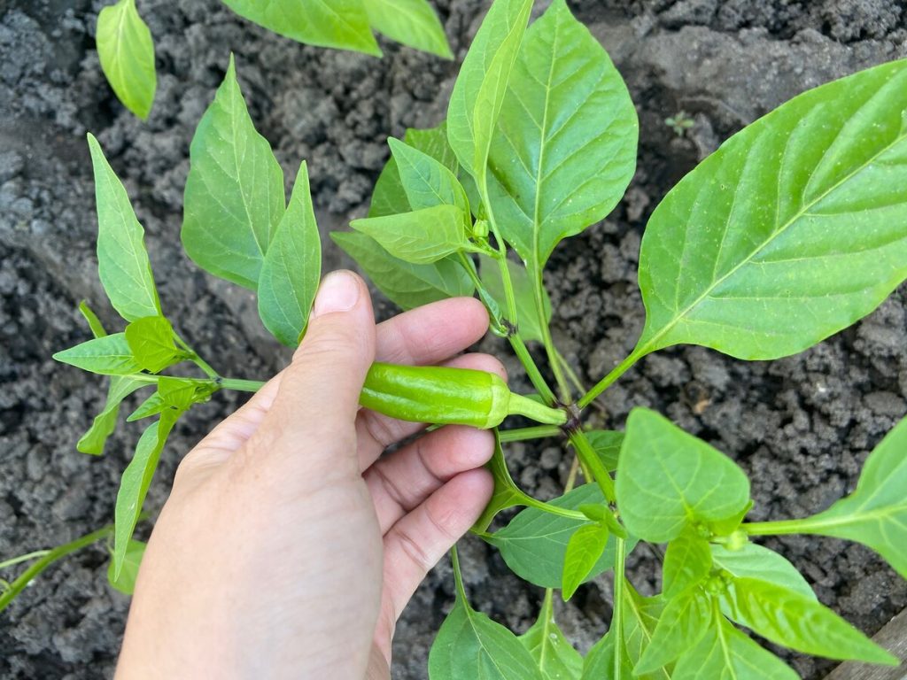 Entfernen Sie die erste Blume auf dem Pfeffer und der gesamte Strauch ergibt viel mehr Früchte