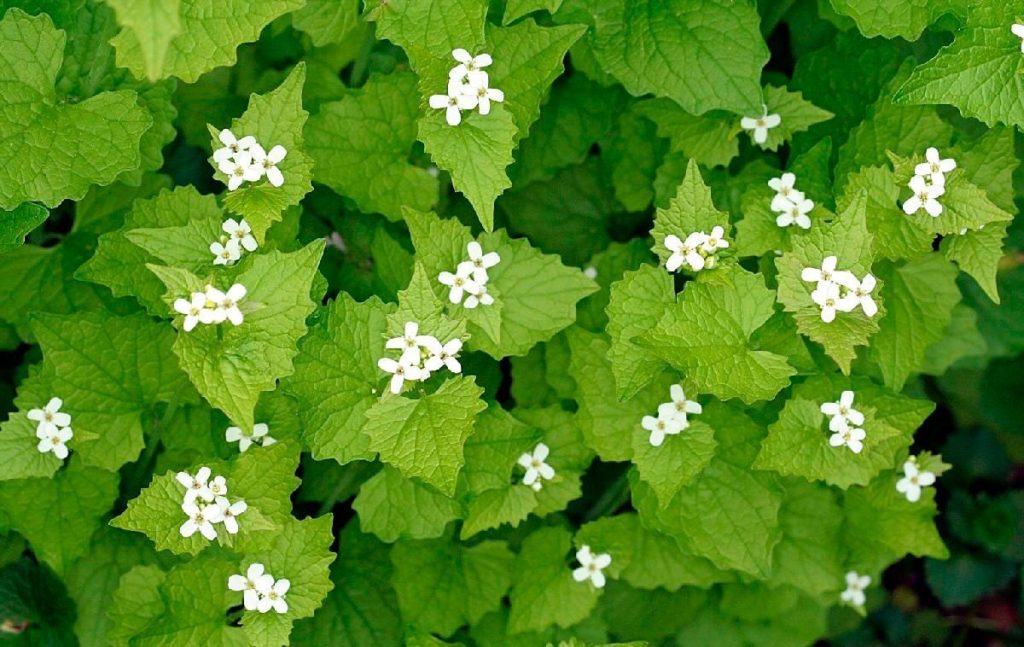 7 bekannte Gartenpflanzen, die gegessen werden können, sind dekorativ und haben viele Heileigenschaften