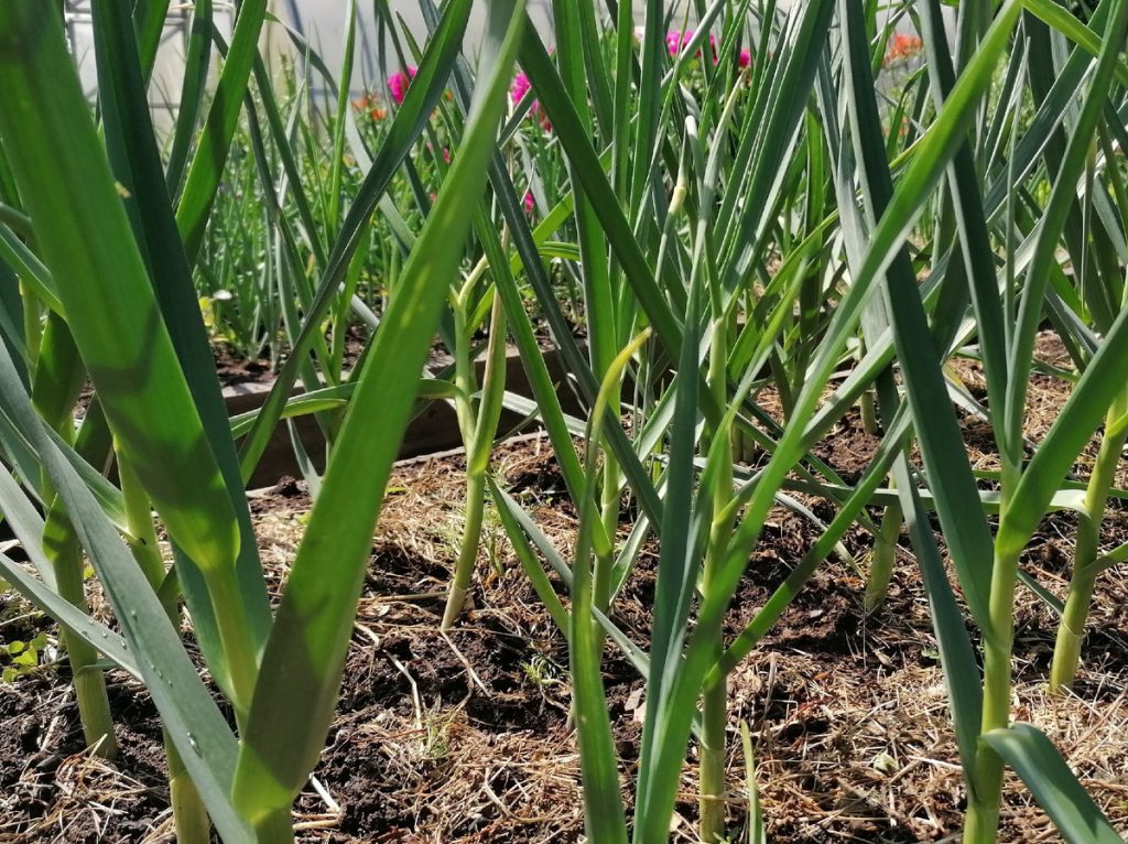 Knoblauch im Juni reagiert auf einen Fehler, tun Sie sie nicht! Eine falsche Düngung und Kopf erzeugt nicht