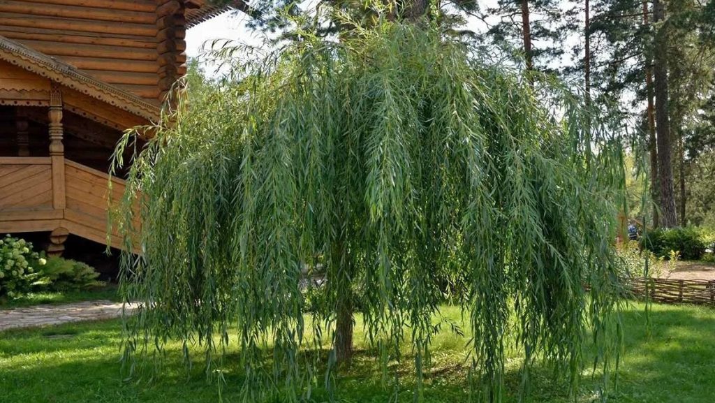 Nachbarn werden sich beschweren und Sie werden leiden: 5 Bäume, die besser nicht pflanzen sind 