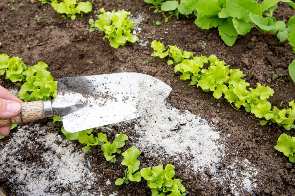 Ein natürlicher Weg, um Schnecken und Schnecken in einem Garten ohne Pestizide loszuwerden 
